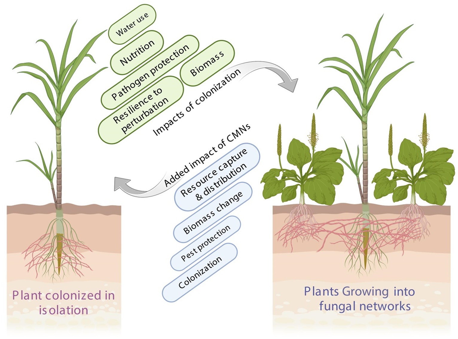 Frontiers | Common mycorrhizal network: the predominant socialist and ...