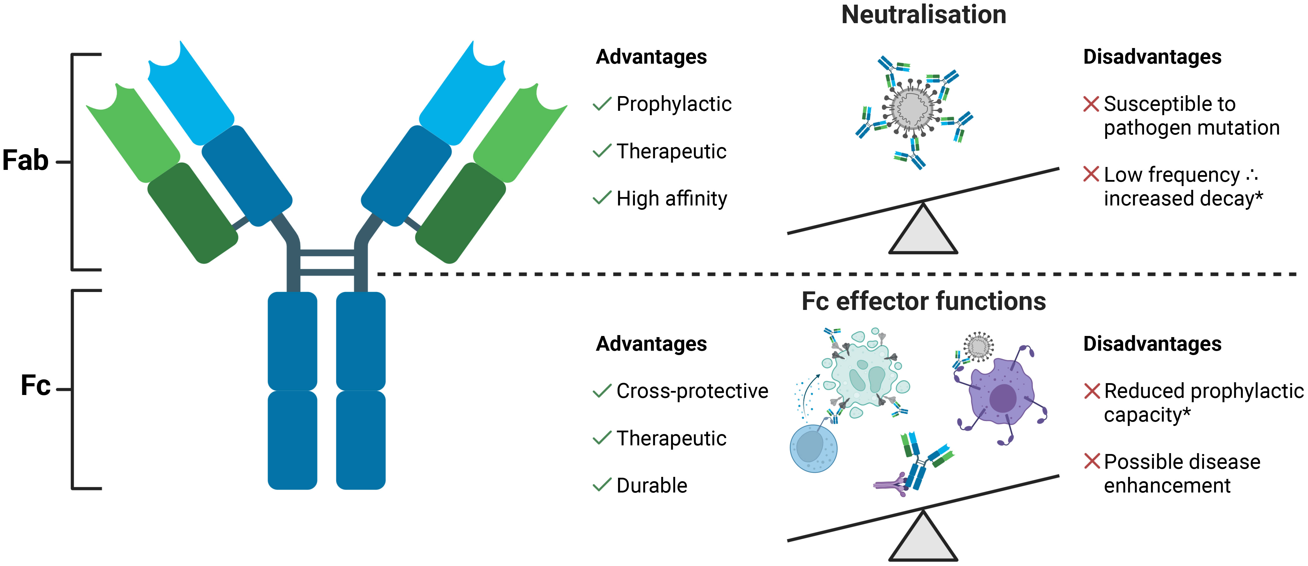 Frontiers  Polyfunctional antibodies: a path towards precision