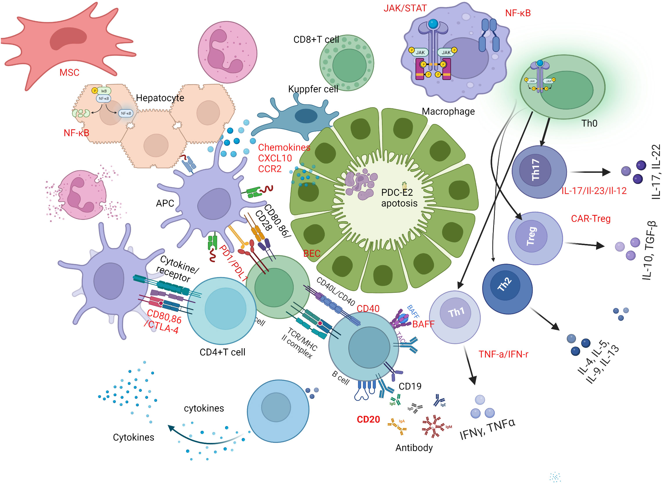 Frontiers | Mechanism-based target therapy in primary biliary ...