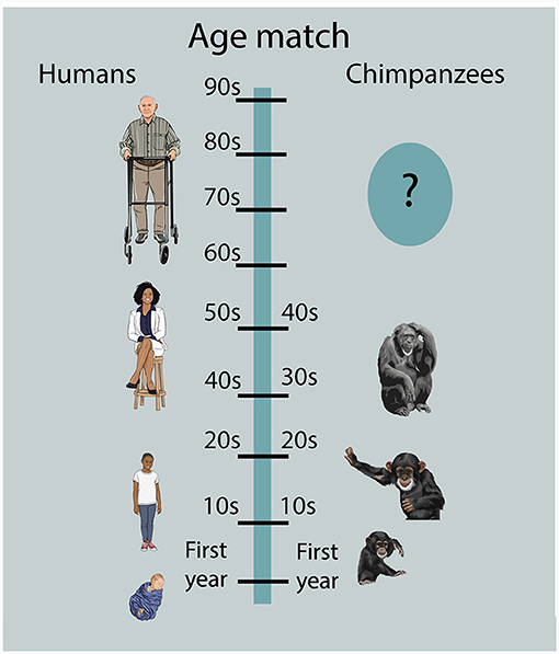 How Old Are You in Chimpanzee Years? · Frontiers for Young Minds