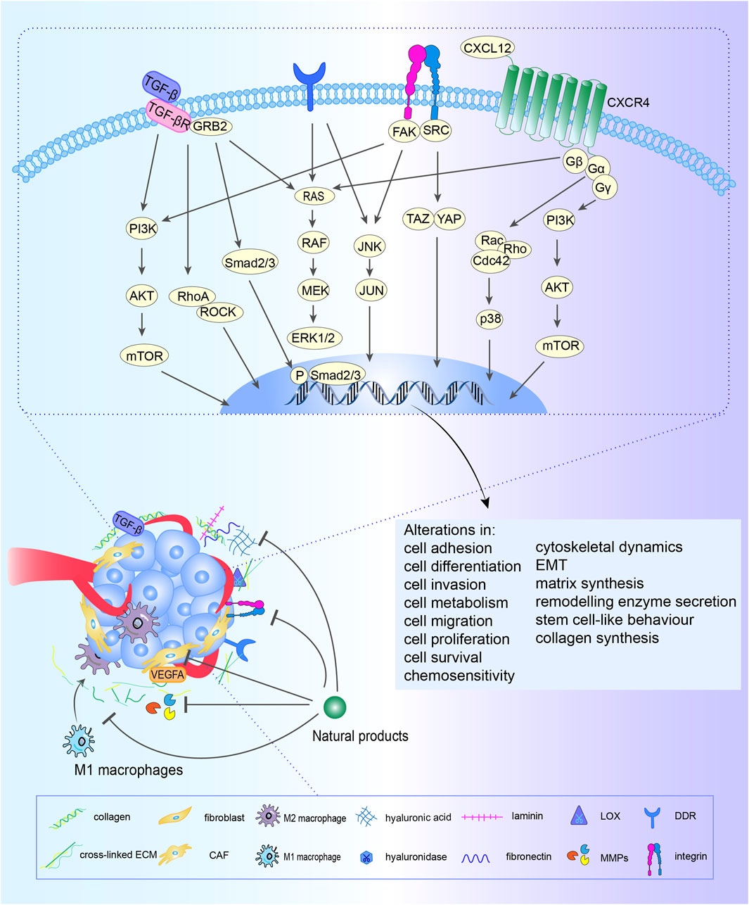 Frontiers | Targeting extracellular matrix through phytochemicals: a ...
