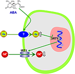 Frontiers | Exogenous abscisic acid application decreases cadmium ...