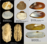 Frontiers | Genetic considerations for mollusk production in ...