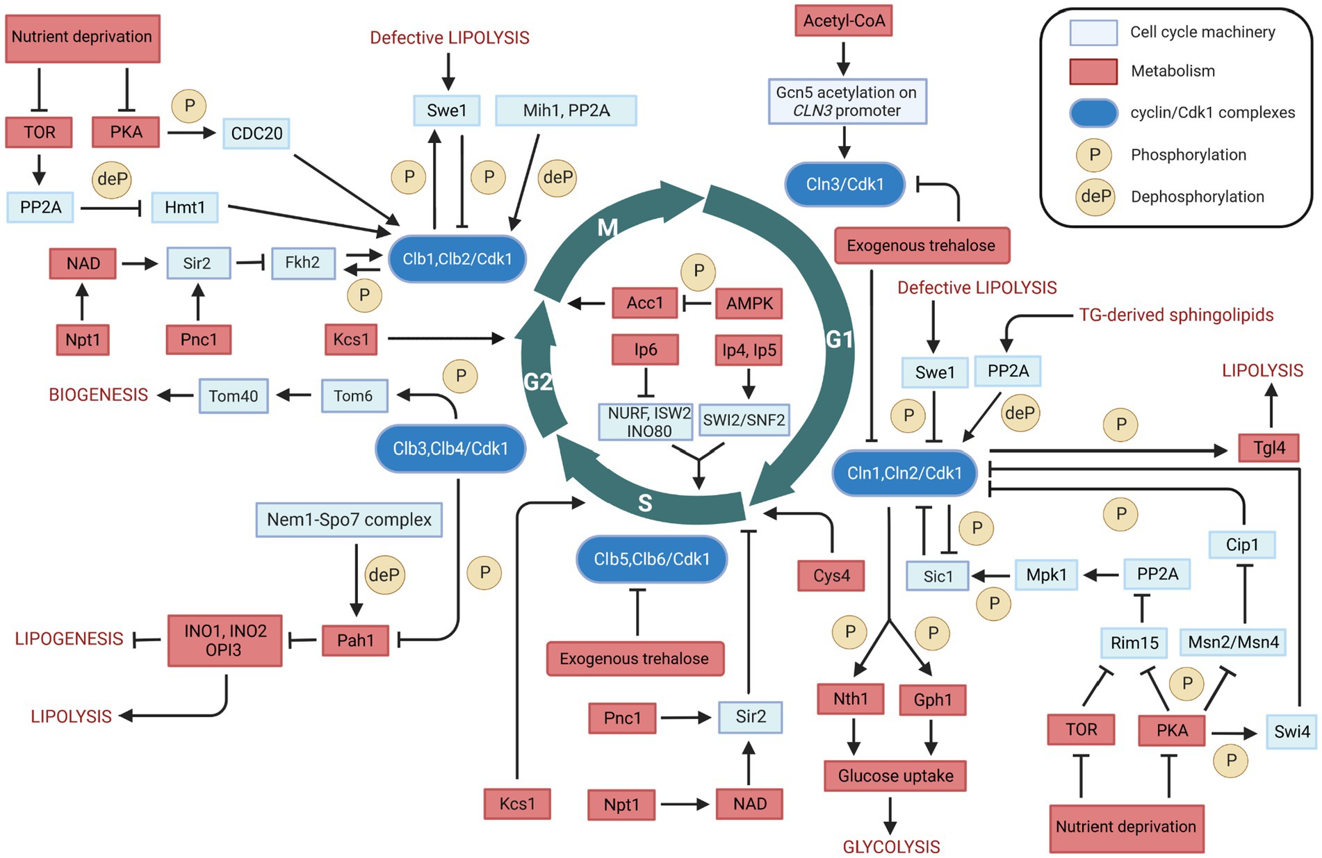 Life-cycle assessment of yeast-based single-cell protein