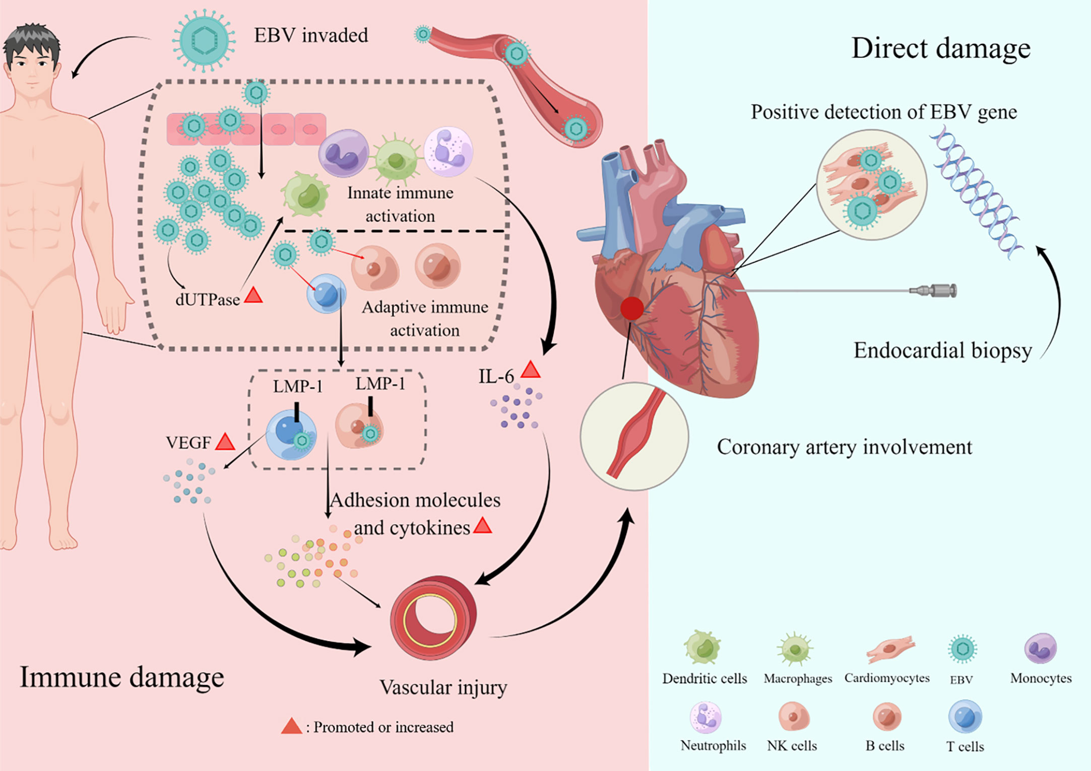 Frontiers Cardiovascular Involvement In Epstein Barr Virus Infection