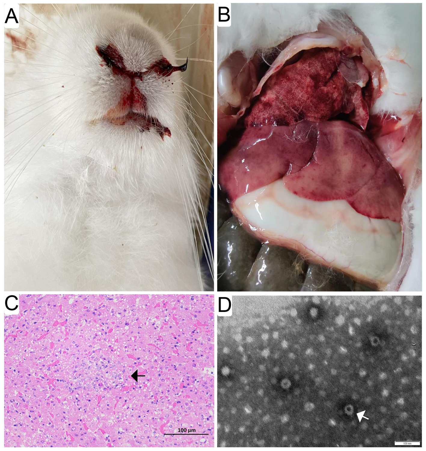 Frontiers | First report of GI.1aP-GI.2 recombinants of rabbit 
