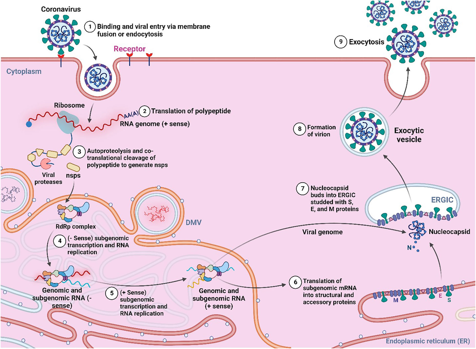 Frontiers | Mechanistic inhibition of Monkeypox and Marburg virus ...