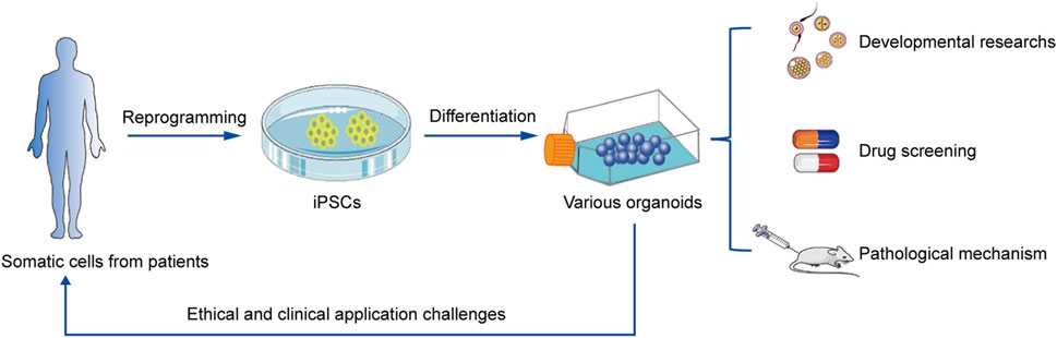 Skeletal muscle differentiation of human iPSCs meets bioengineering  strategies: perspectives and challenges
