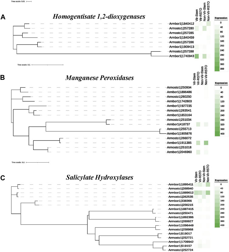 Vertical and horizontal gene transfer shaped plant colonization and biomass  degradation in the fungal genus Armillaria