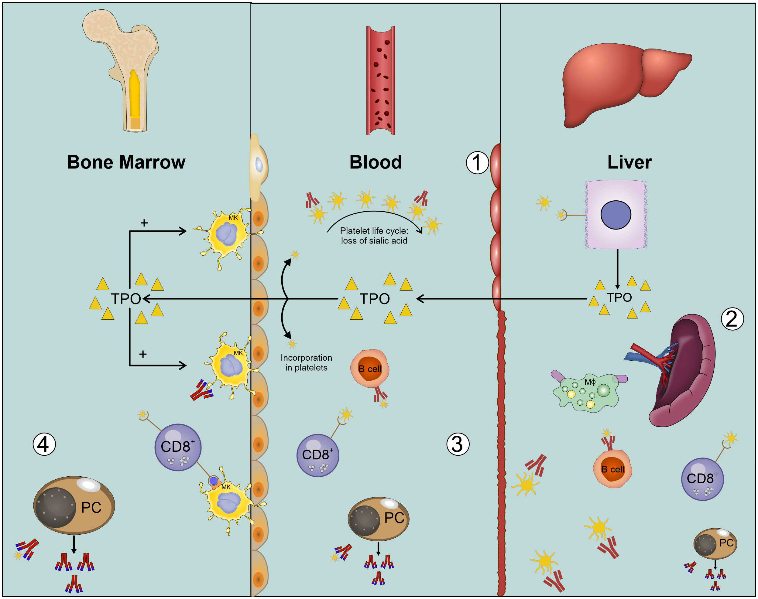 Characterization and immune regulation role of an immobilization