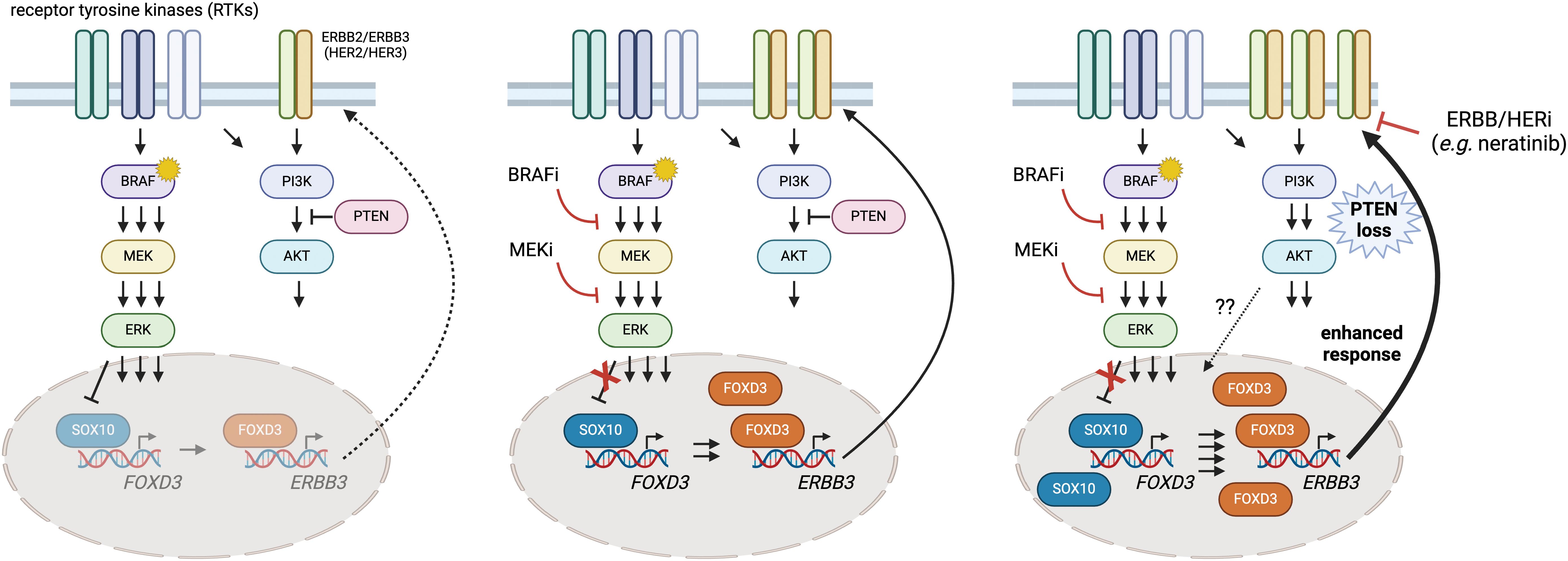 Frontiers | Neratinib, a pan ERBB/HER inhibitor, restores sensitivity ...