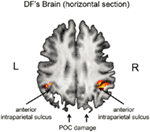 Frontiers | The Two Visual Systems Hypothesis: New Challenges and ...