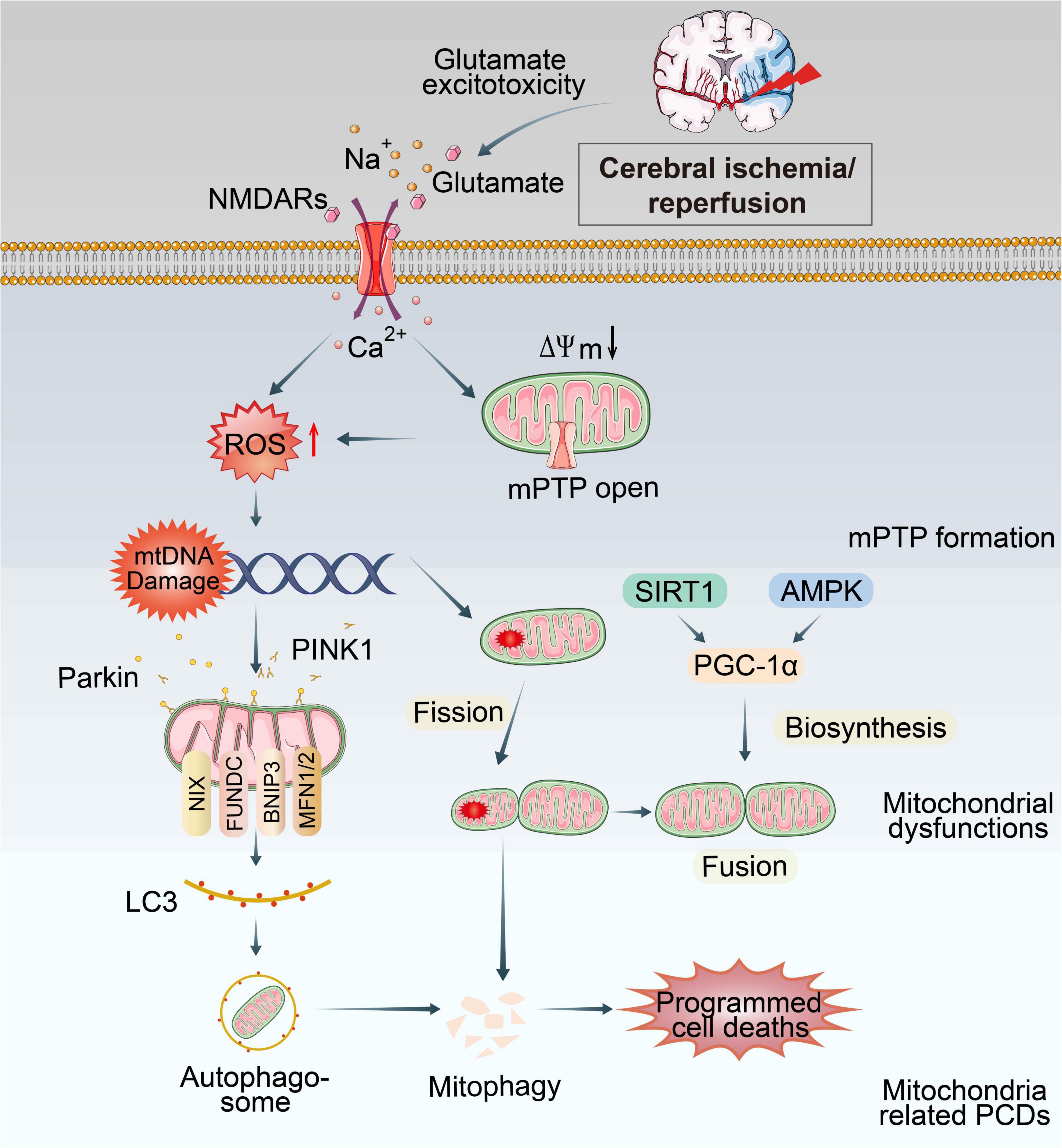 Frontiers  Mitochondrial dysfunctions induce PANoptosis and ferroptosis in  cerebral ischemia/reperfusion injury: from pathology to therapeutic  potential