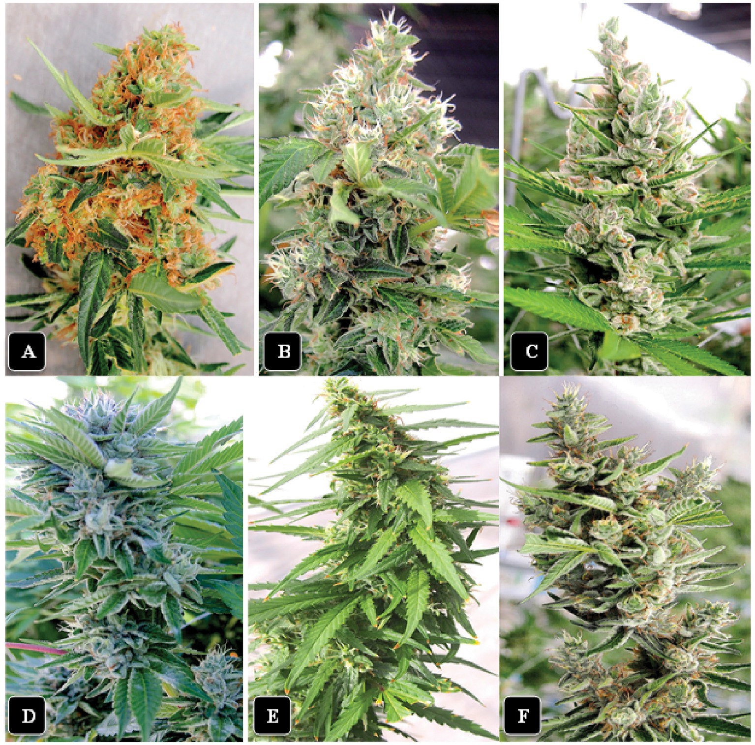 The Effect of Cannabis on Metabolism - Sensi Seeds