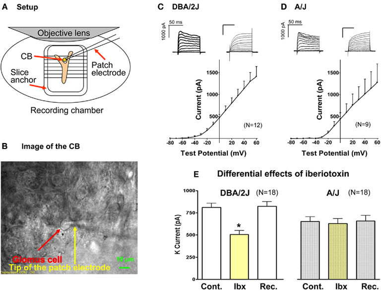 Frontiers | Differential Expression Of Large-Conductance Ca2+-Activated ...