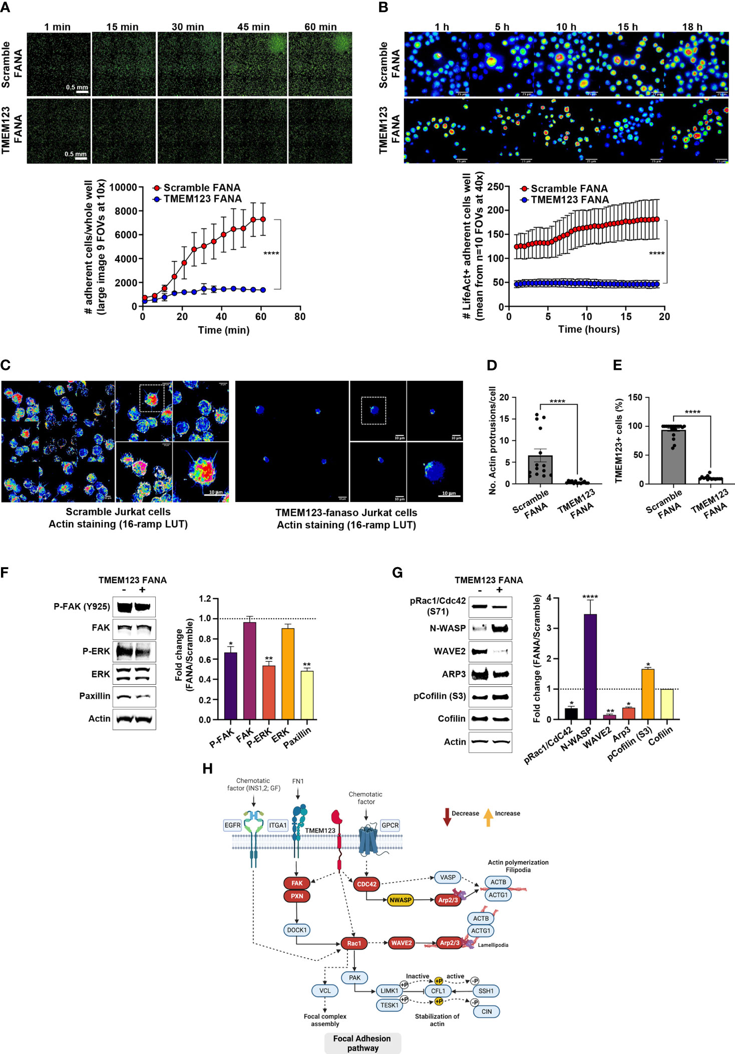 Frontiers | TMEM123 a key player in immune surveillance of colorectal ...