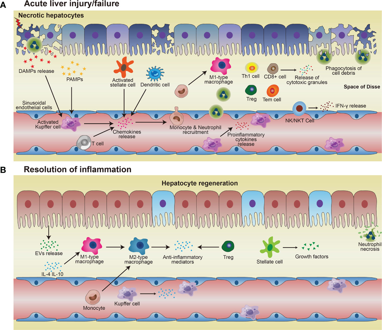 Frontiers | Orchestrated regulation of immune inflammation with 