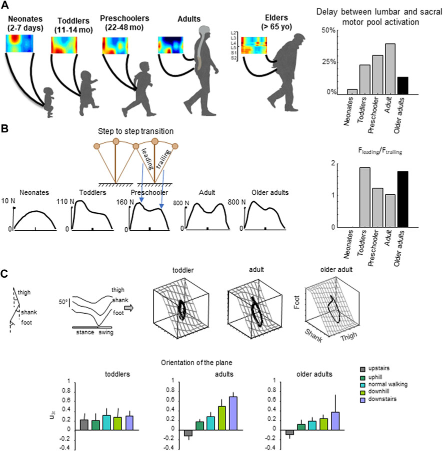A powered simple walking model explains the decline in propulsive force and  hip flexion torque compensation in human gait