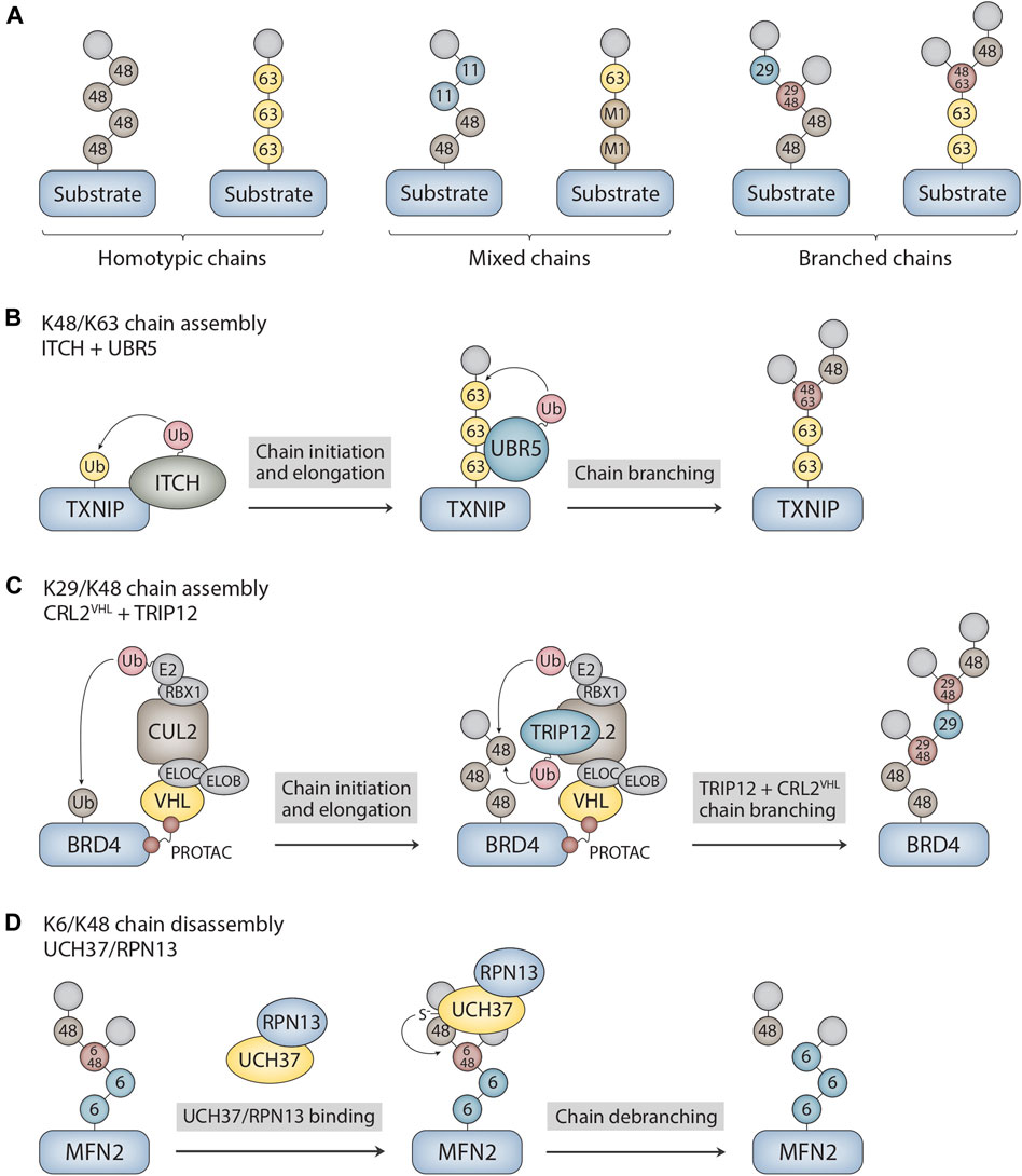 Frontiers - Assembly and disassembly of branched ubiquitin chains