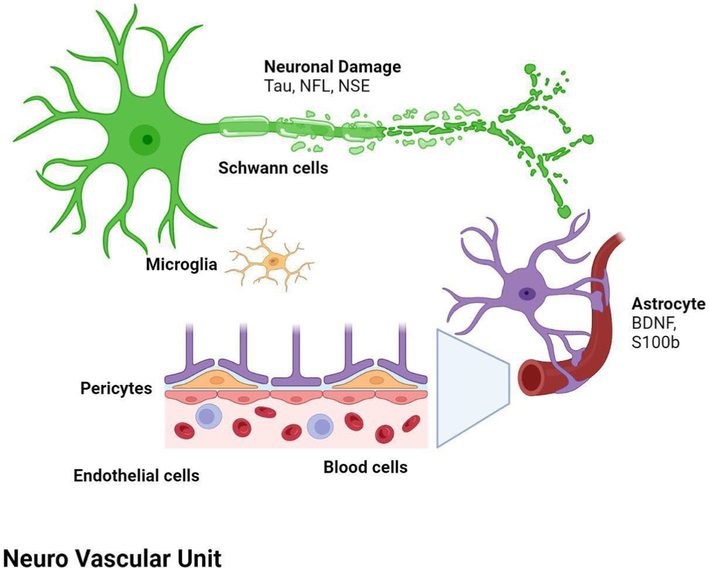 Frontiers | Secondary neurodegeneration following Stroke: what can blood  biomarkers tell us?