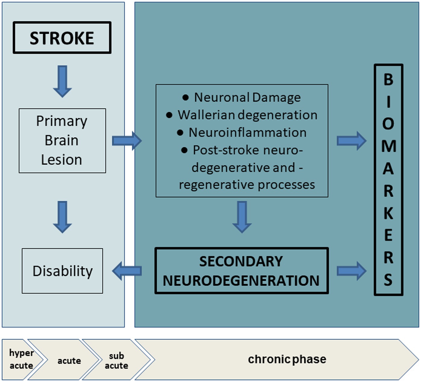 Frontiers | Secondary neurodegeneration following Stroke: what can ...