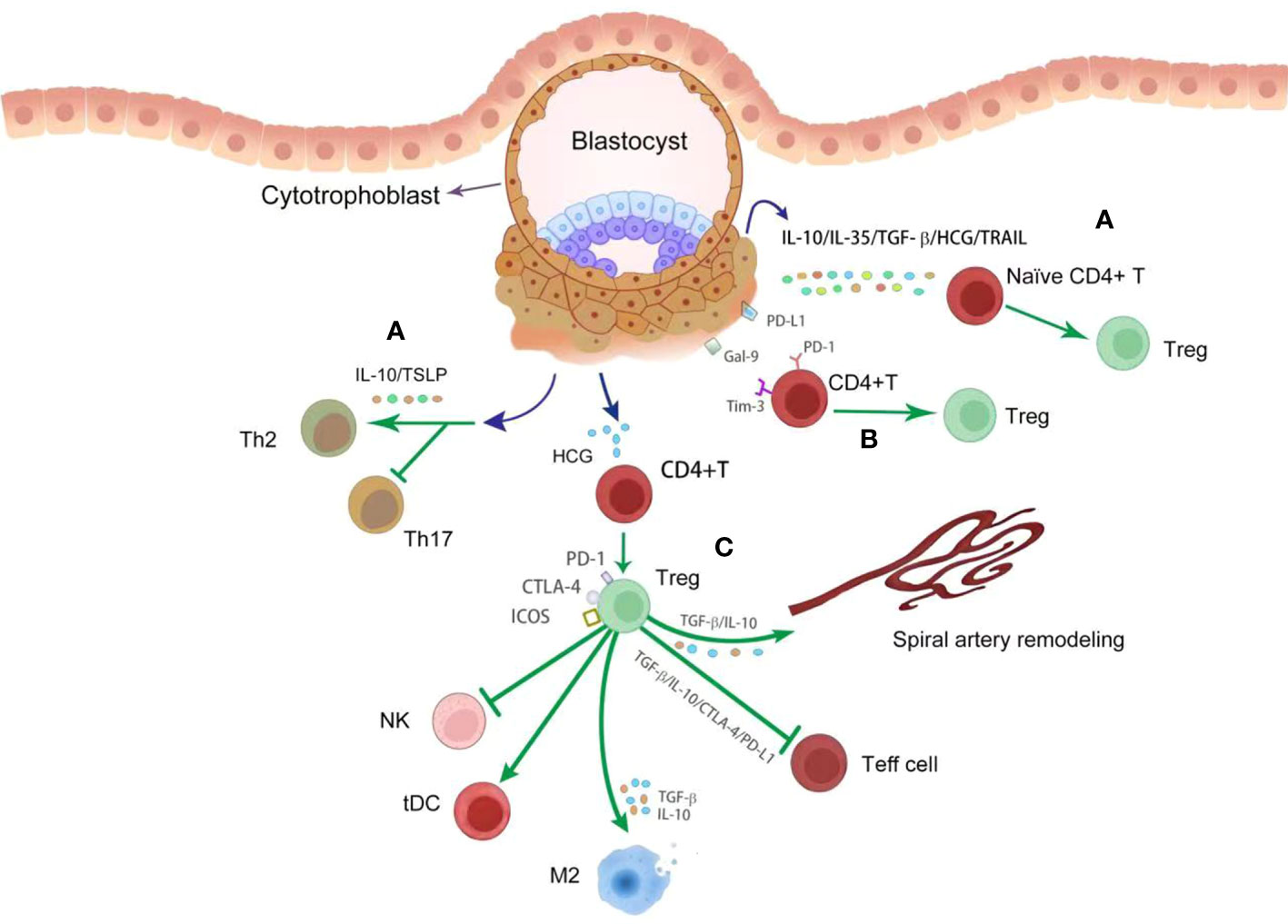 Frontiers | Fetal-maternal Interactions During Pregnancy: A ‘three-in ...