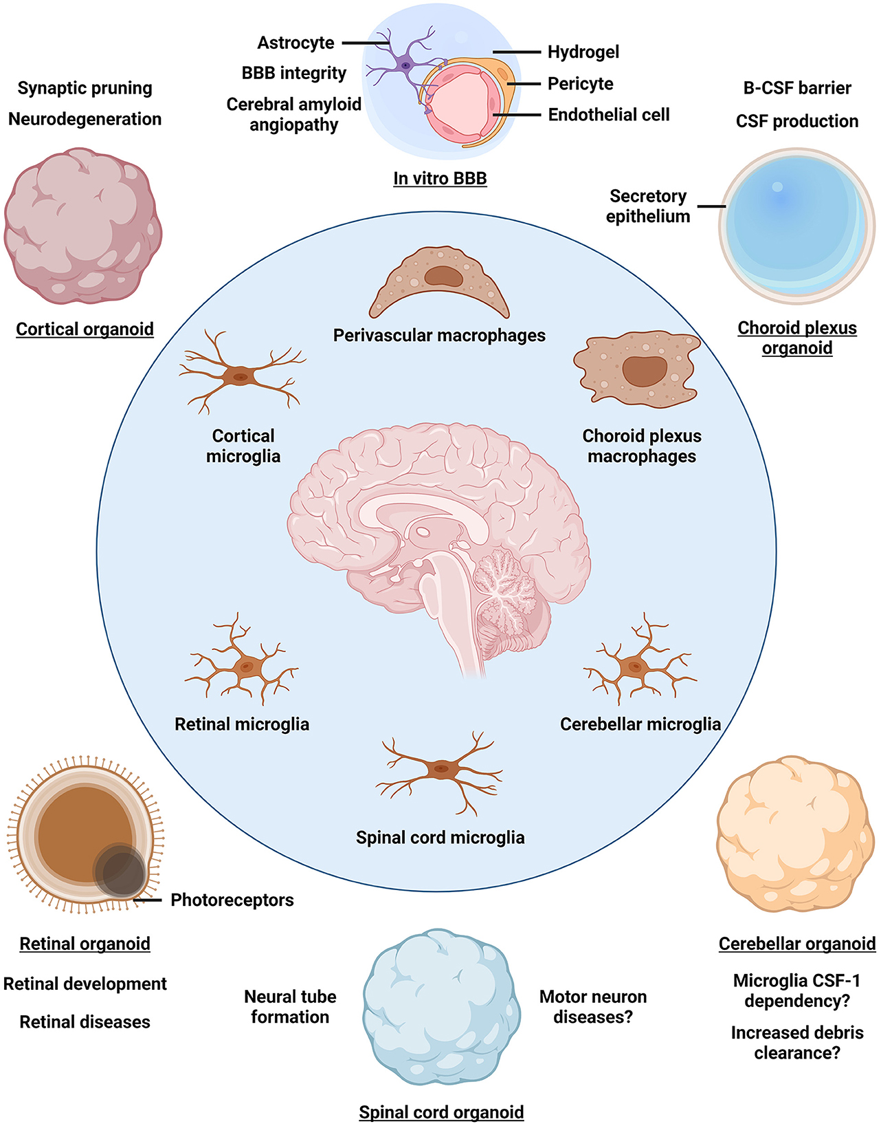 Frontiers  Modeling brain macrophage biology and neurodegenerative diseases  using human iPSC-derived neuroimmune organoids