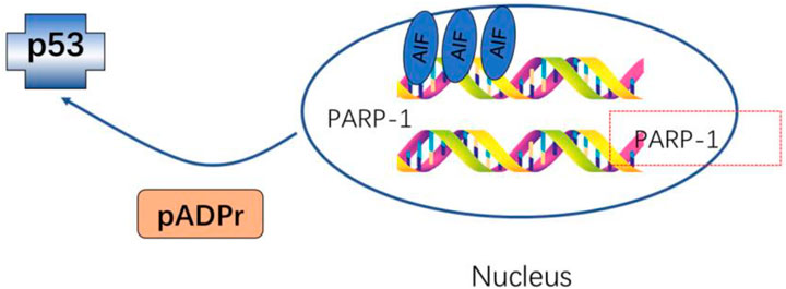 Degradation of HMGB1 and PARP-1 in HeLa cells after infection with C.