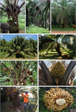 Frontiers | Oil palm natural diversity and the potential for yield ...