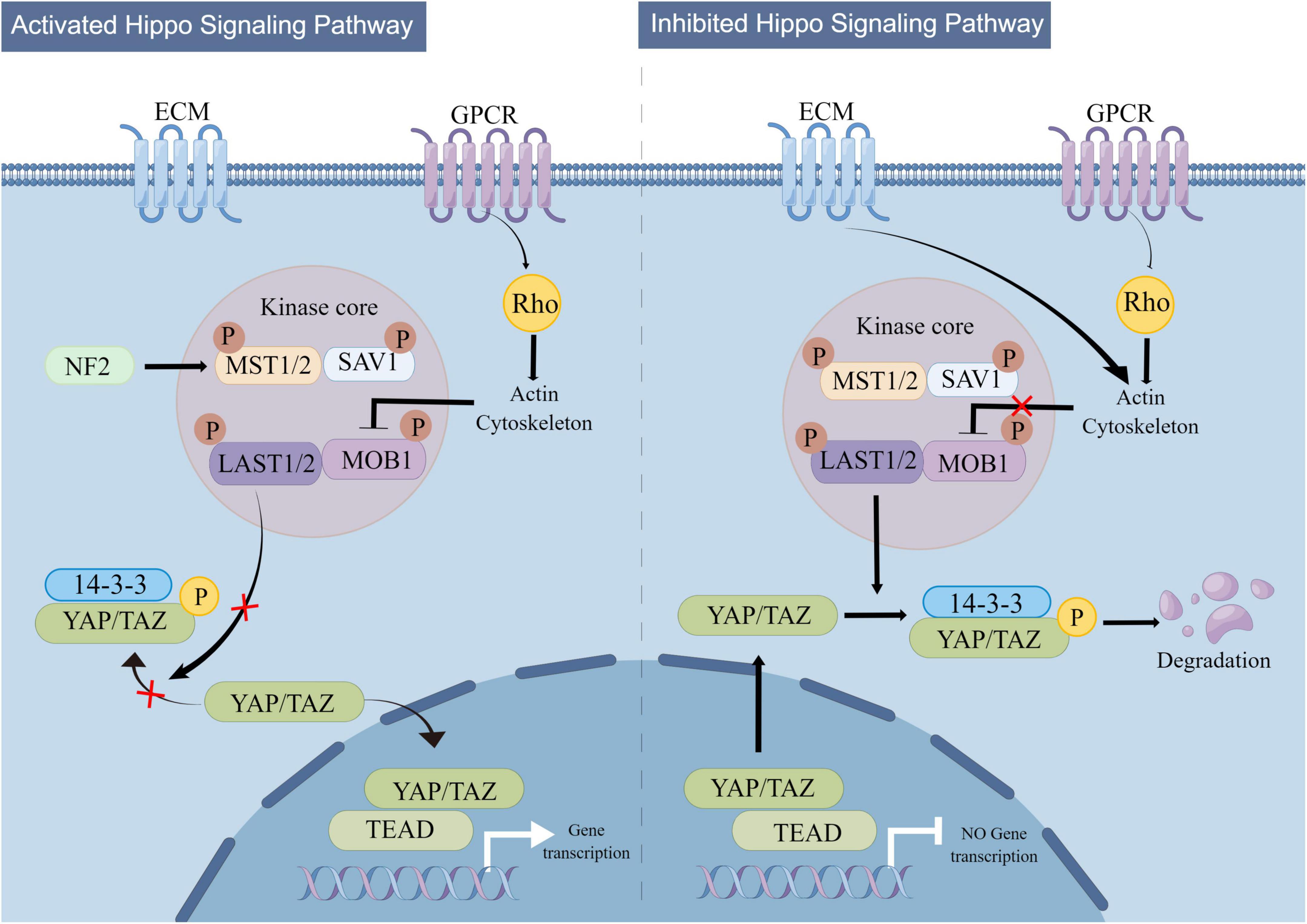 Frontiers | A comprehensive review of stroke-related signaling 