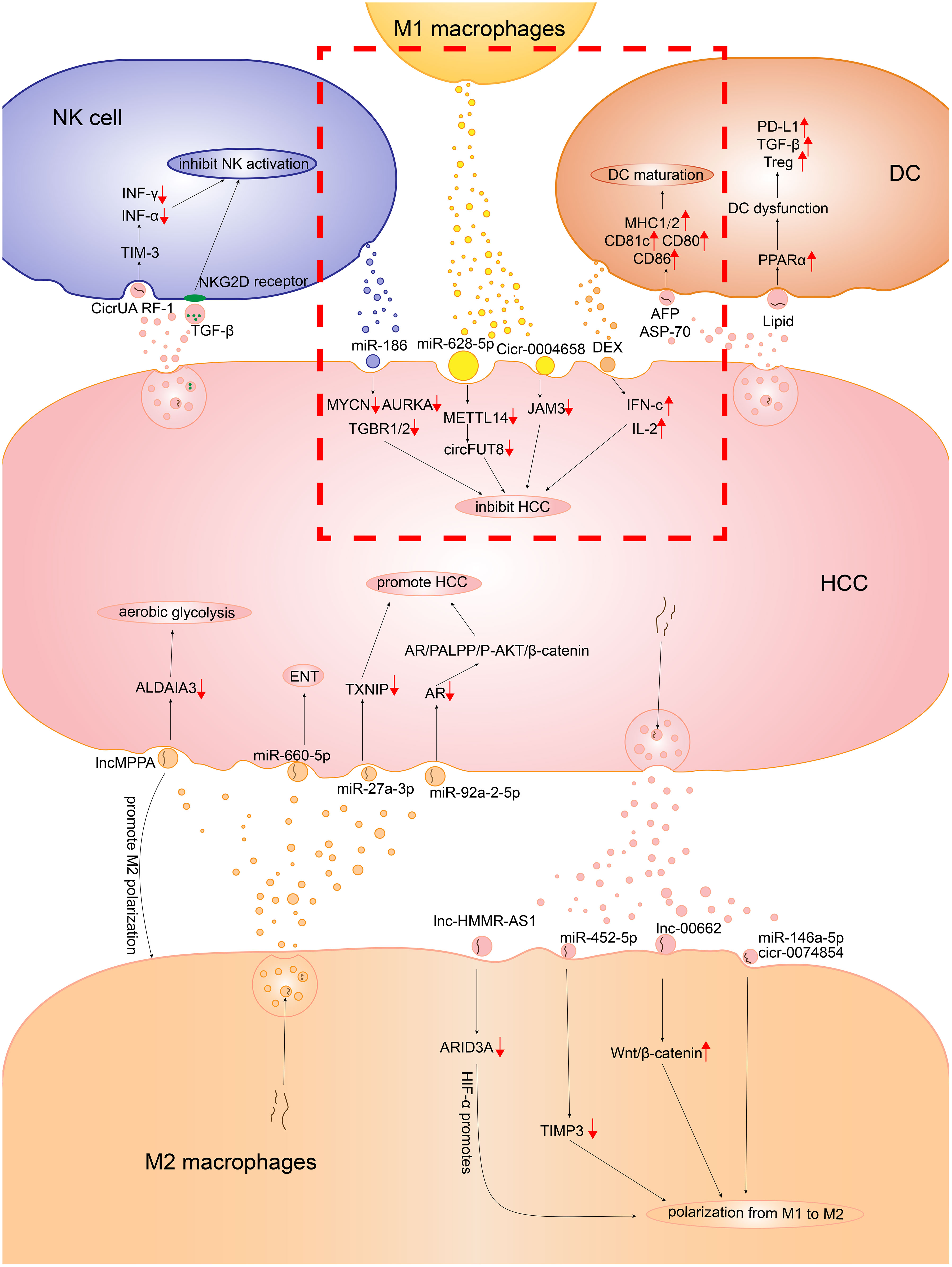 Frontiers | Role of exosomes in the development of the immune 