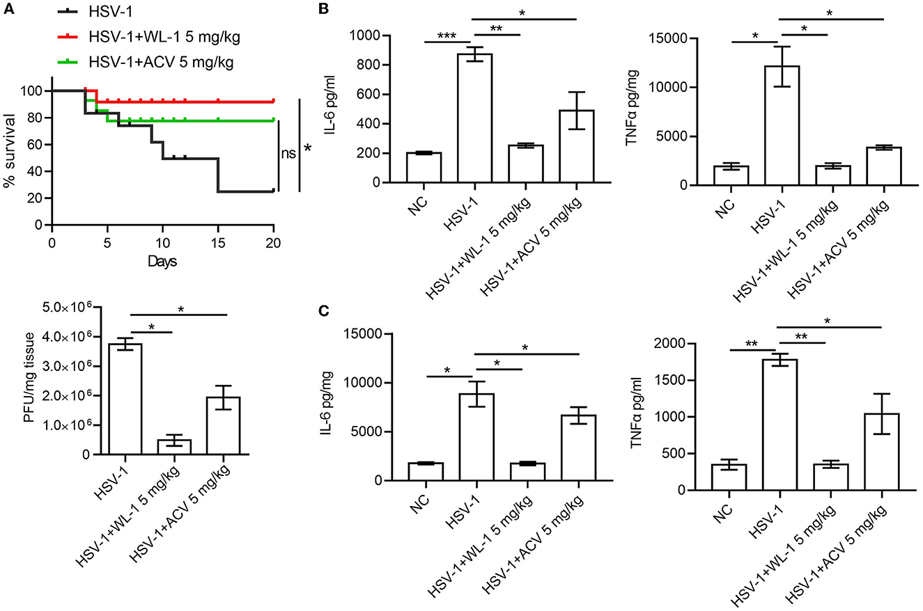 Frontiers  Cathelicidin-derived antiviral peptide inhibits herpes simplex  virus 1 infection