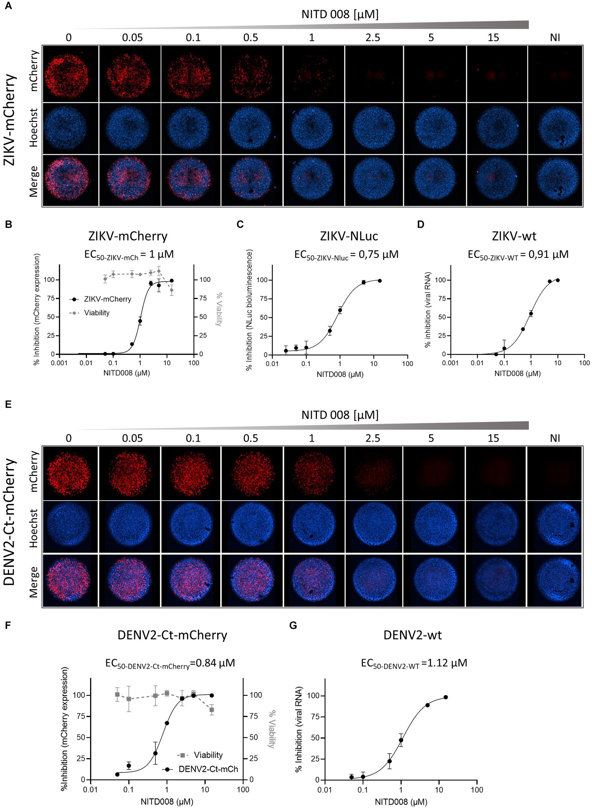 Frontiers | Validation of flavivirus infectious clones carrying 