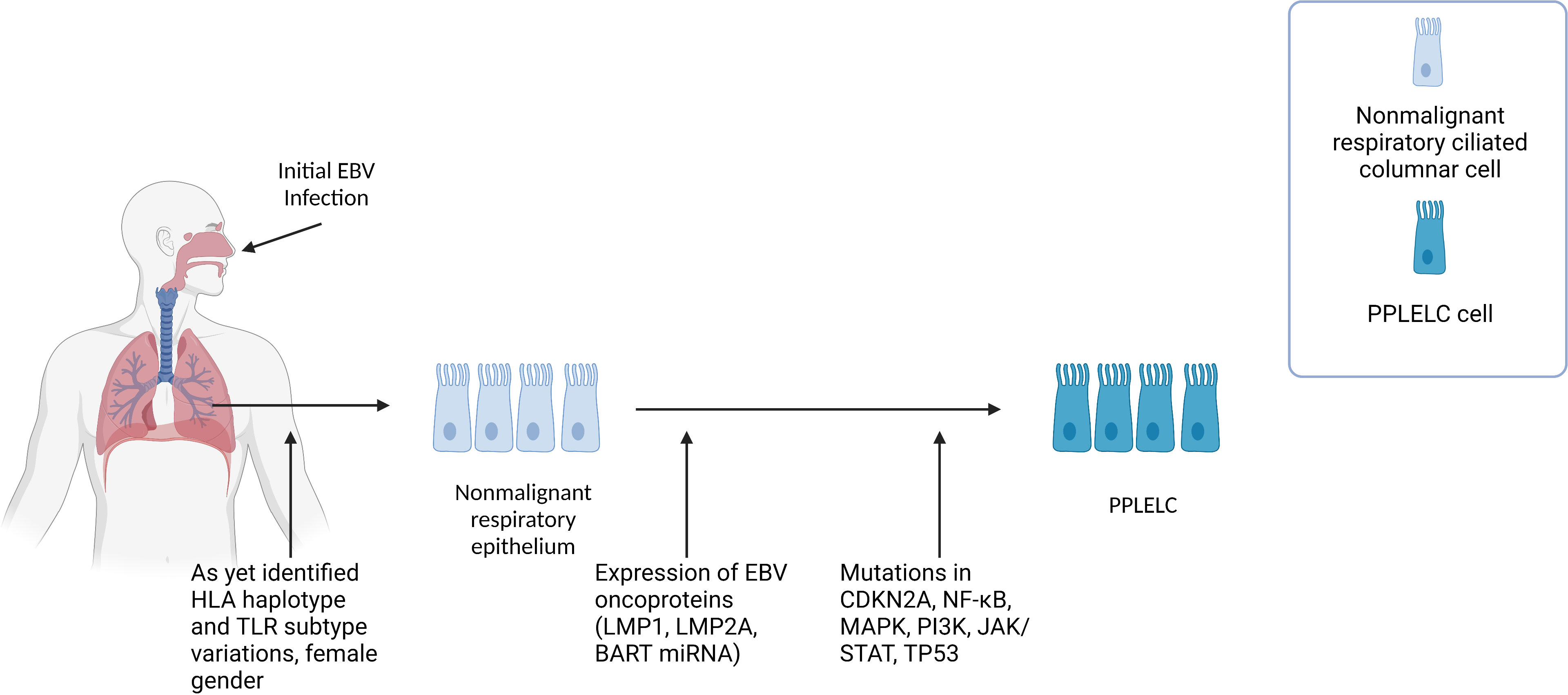 Frontiers | Pathogenesis and therapeutic implications of EBV