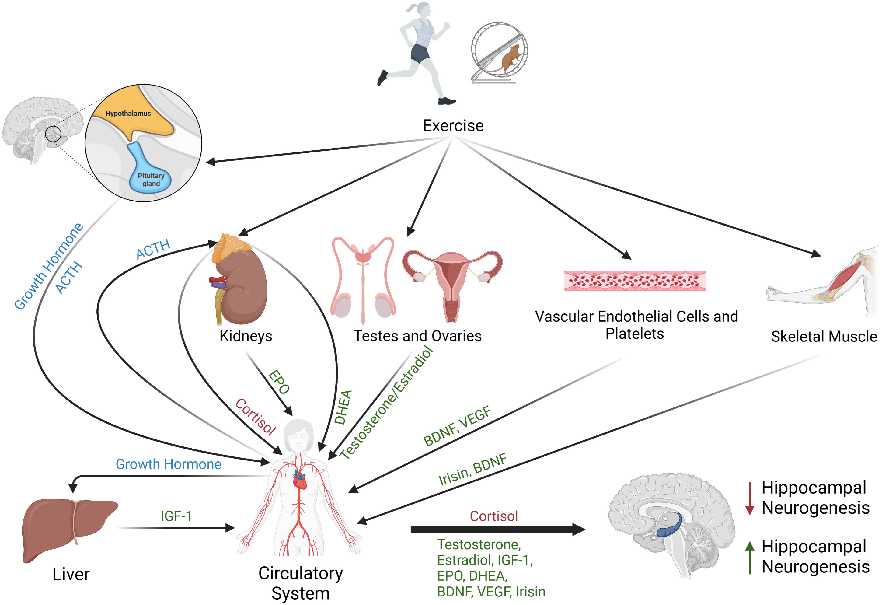 Frontiers  Neuronal and hormonal perturbations in postural