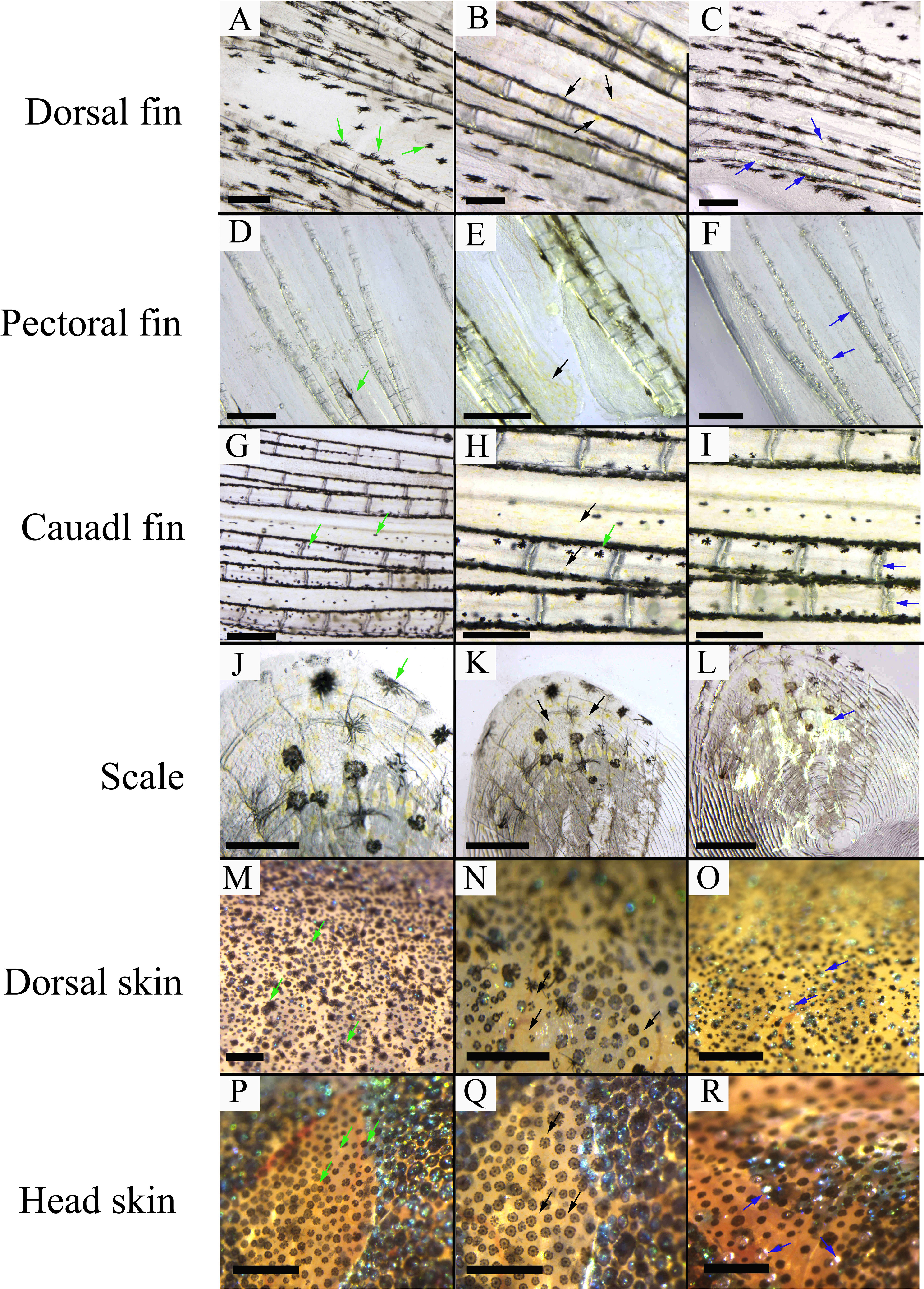 Source diversity of Artemia enrichment boosts goldfish (Carassius