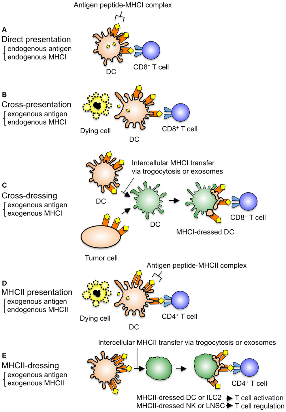 Frontiers | Antigen Presentation by MHC-Dressed Cells