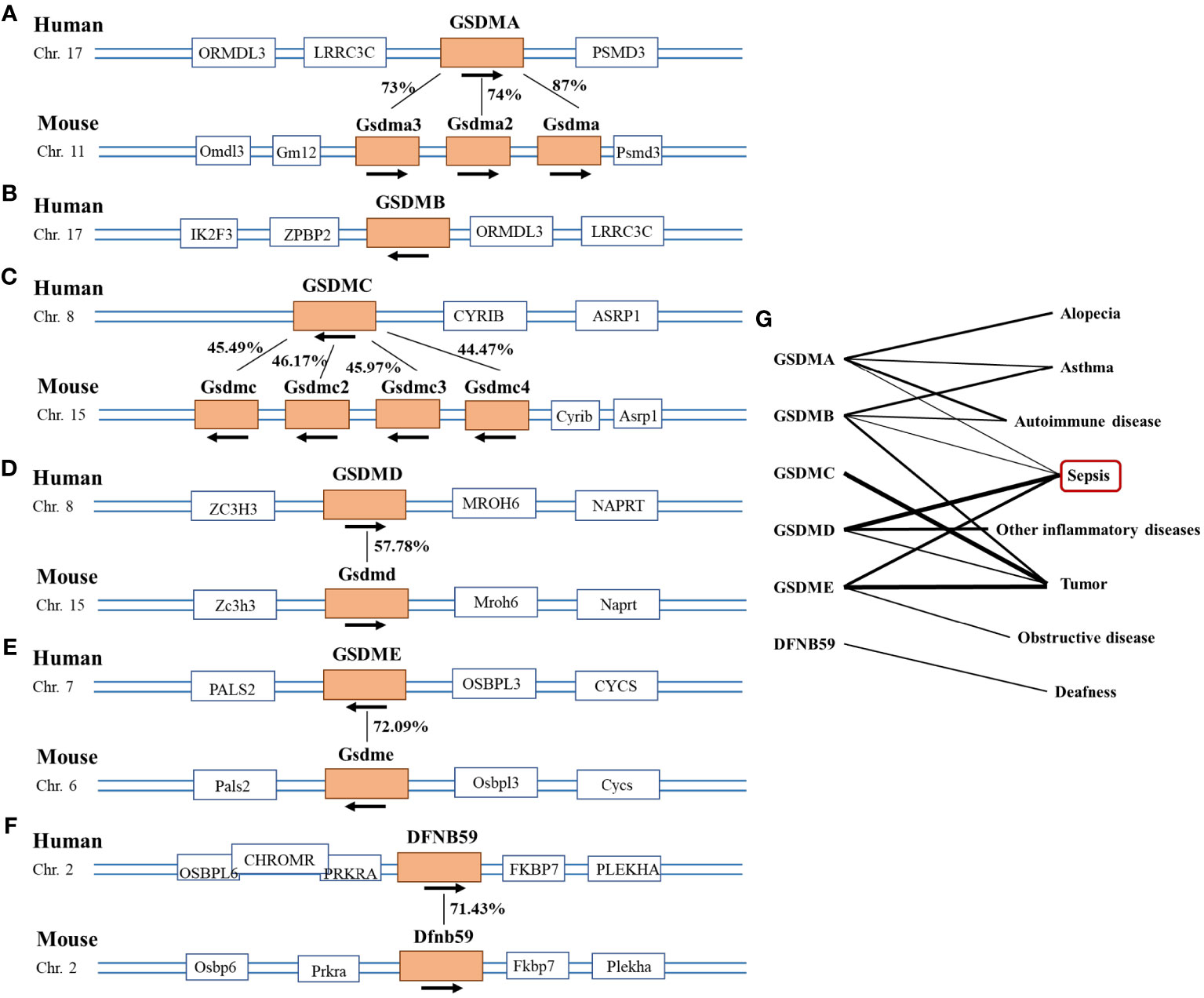 Frontiers | Gasdermins in sepsis