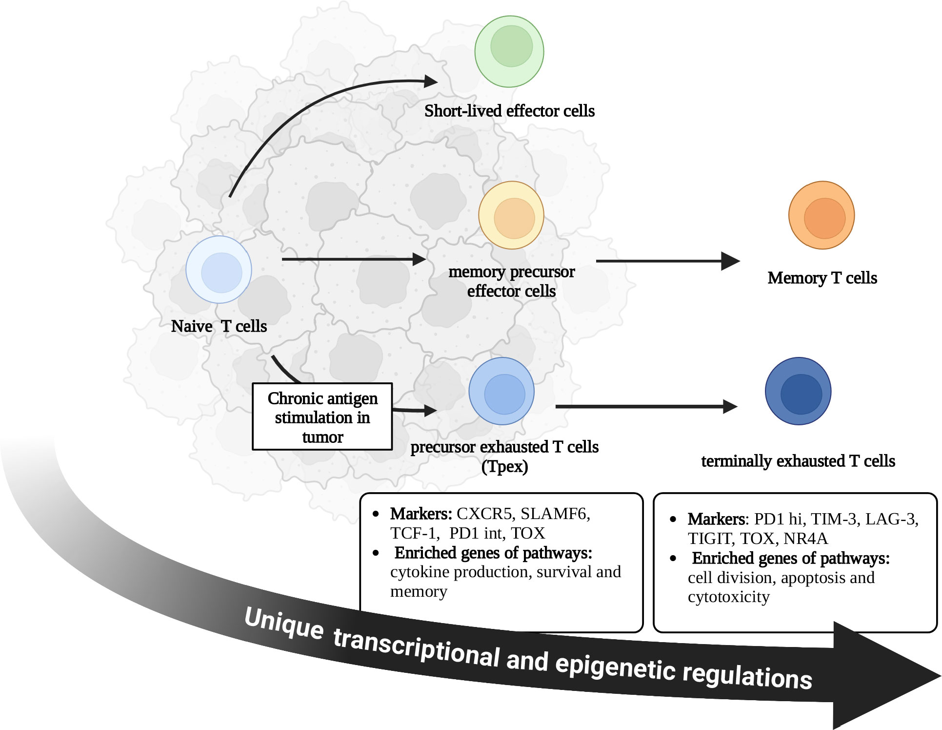 Frontiers  Strategies to reinvigorate exhausted CD8+ T cells in tumor  microenvironment