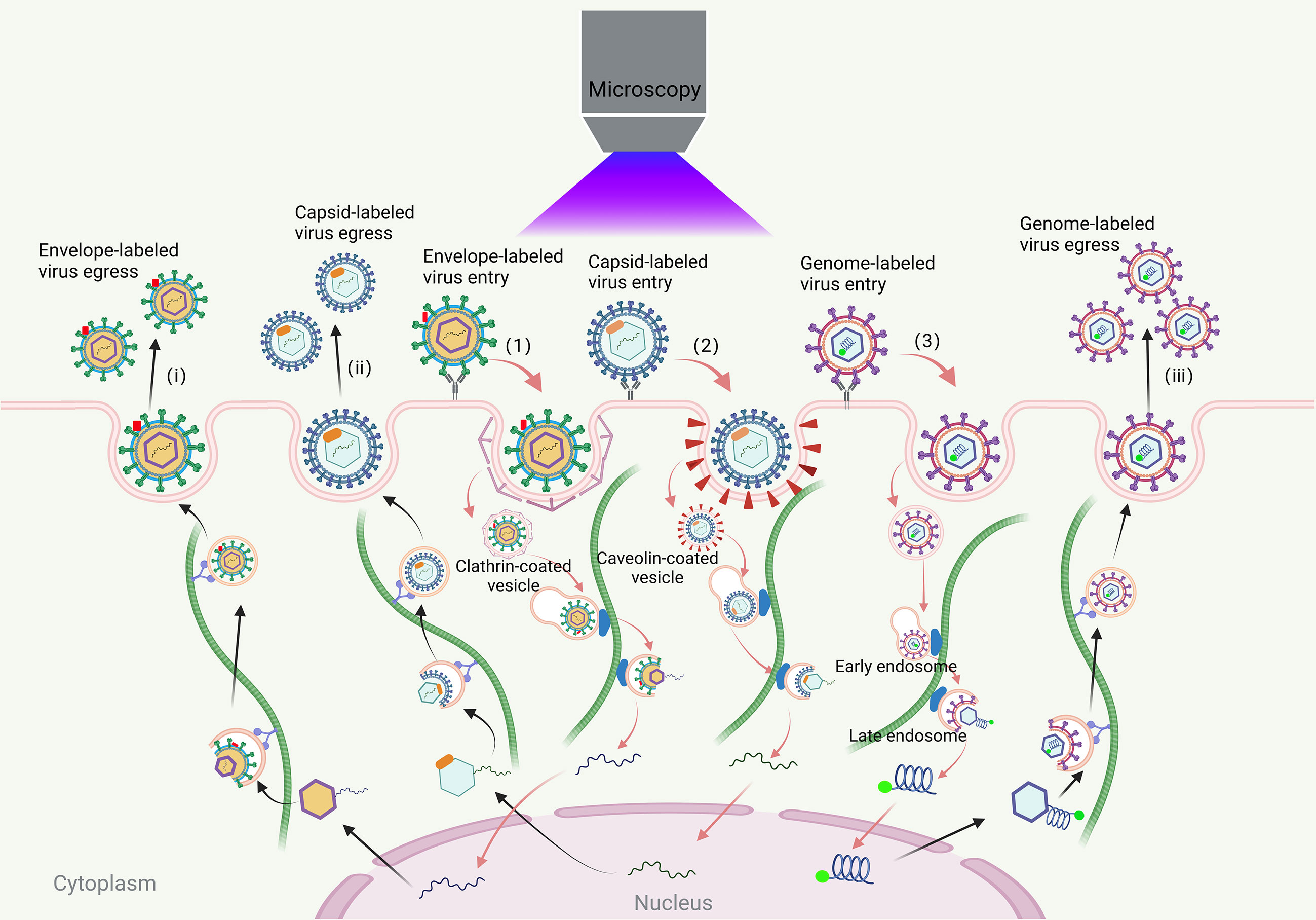 Frontiers Virus Tracking Technologies And Their Applications In Viral 