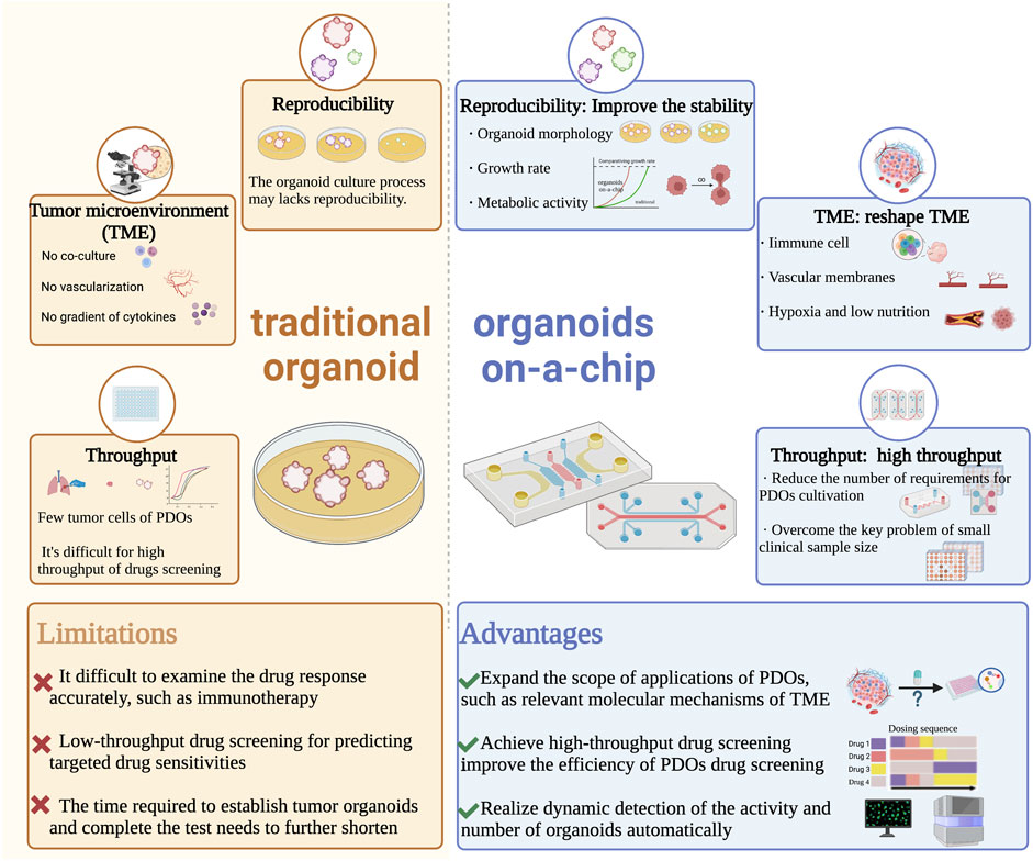 Frontiers | Patient-derived organoids of lung cancer based on 