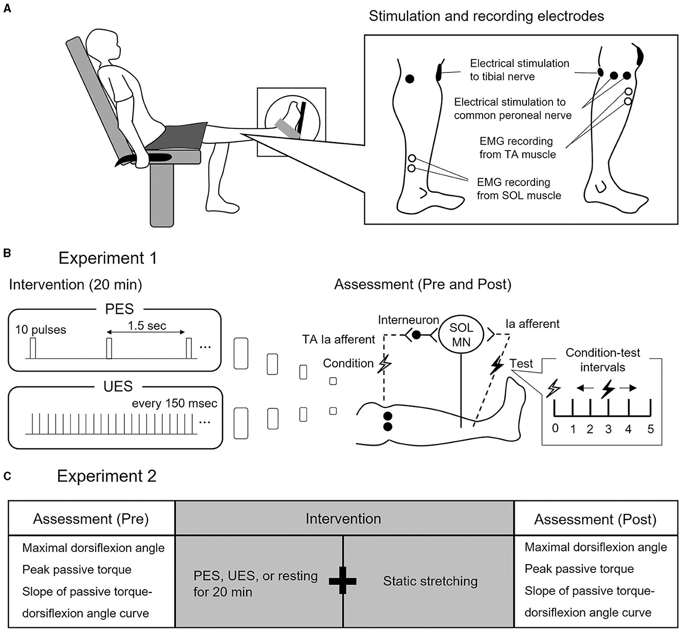 Frontiers  Functional Electrical Stimulation and the Modulation