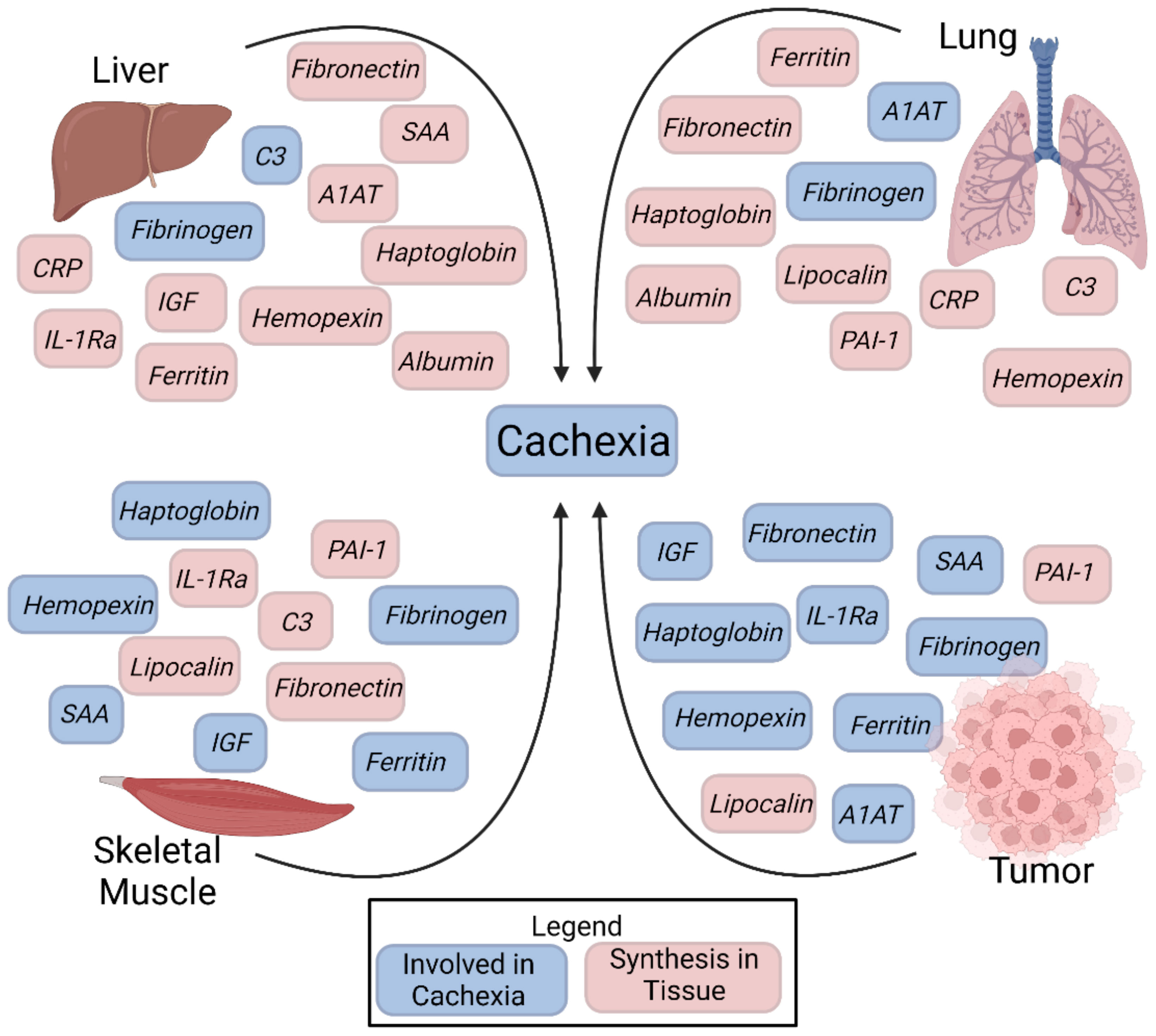 Frontiers | The impact of inflammation and acute phase activation