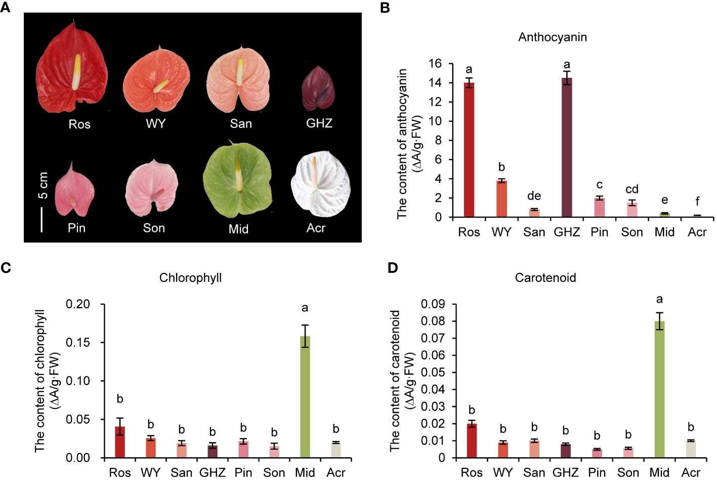 Frontiers  Identification of key genes responsible for green and white  colored spathes in Anthurium andraeanum (Hort.)