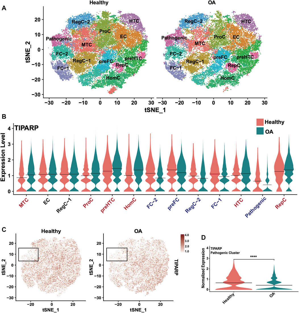 Frontiers  Meis2 controls skeletal formation in the hyoid region