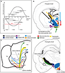 Frontiers | Characterization of a mammalian prosencephalic functional ...