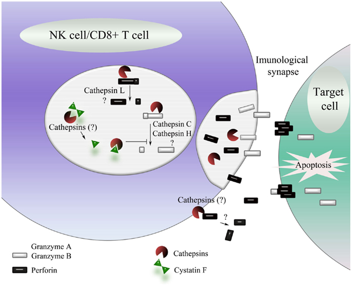 Frontiers Cysteine Cathepsins As Regulators Of The Cytotoxicity Of Nk And T Cells Immunology