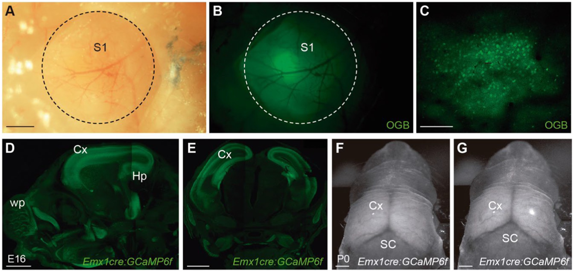 Fast and sensitive GCaMP calcium indicators for imaging neural