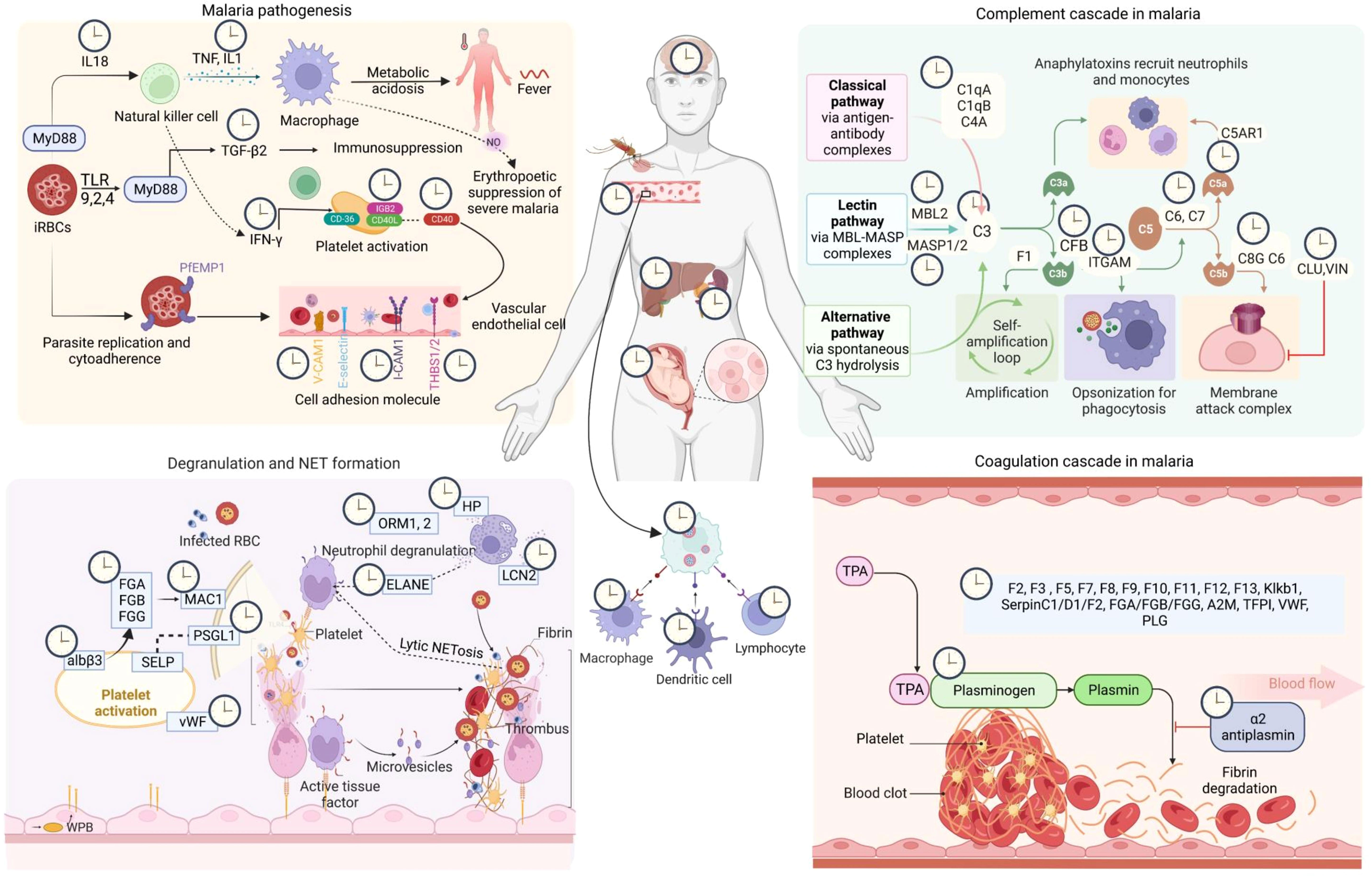 Frontiers | A comprehensive rhythmicity analysis of host proteins and ...