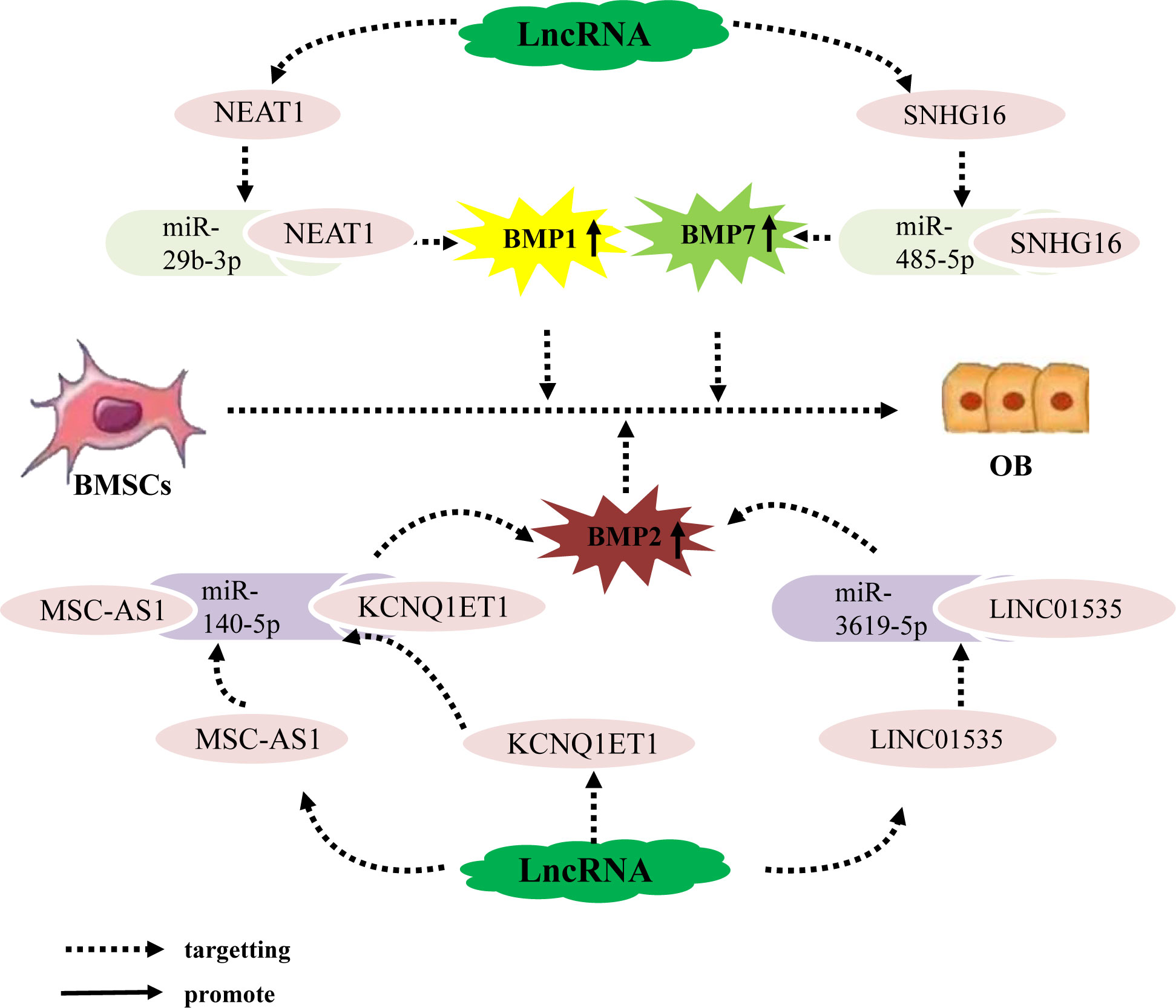 Frontiers  MicroRNA-34c Inhibits Osteogenic Differentiation and